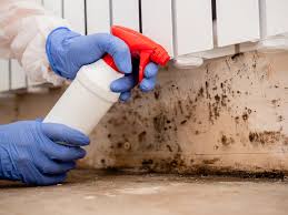 Best Attic Mold Removal  in Cactus Flats, AZ